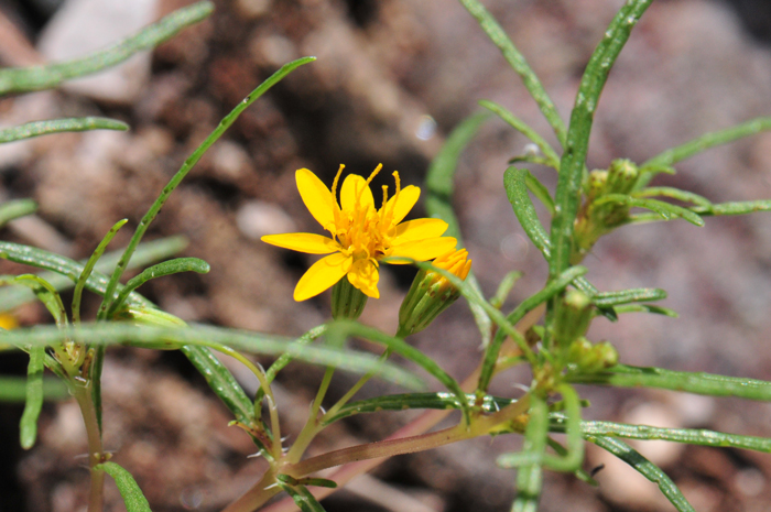 Manybristle Cinchweed has showy yellow flowers. The plants have oil glands on the stems, leaves and flower bracts as shown in the photo here. Pectis papposa